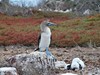 ekvador galapagy 07